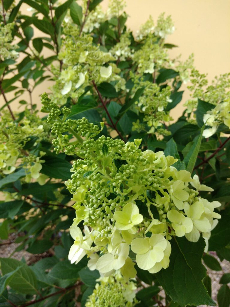 Hydrangea Paniculata Pinky Winky Rispenhortensie Pflanzenhof