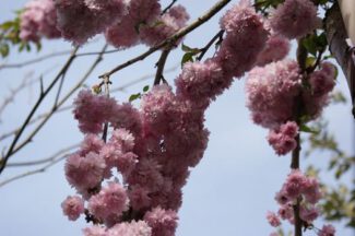 Prunus Serrulata Kiku Shidare Zakura H Ngende Nelkenkirsche