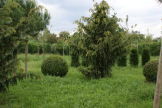 Taxus Baccata Dovastoniana Aurea Adlerschwingen Eibe Pflanzenhof