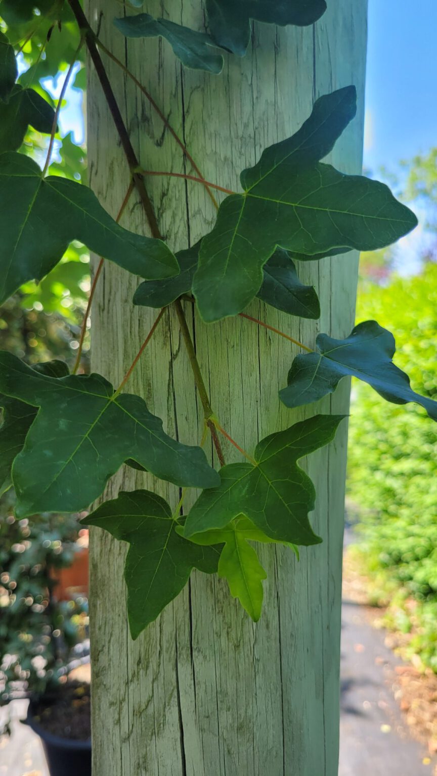 Acer Monspessulanum Franz Sischer Ahorn Pflanzenhof Toskanapark