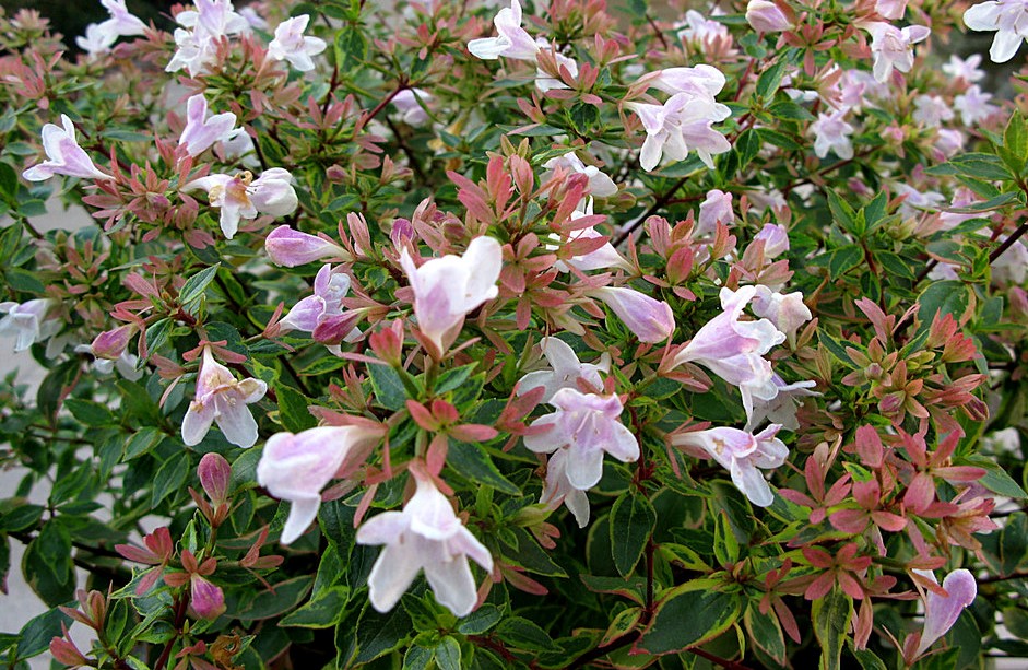 Abelia grandiflora ‚Magic Daydream‘ – Zwerg-Abelie - Pflanzenhof