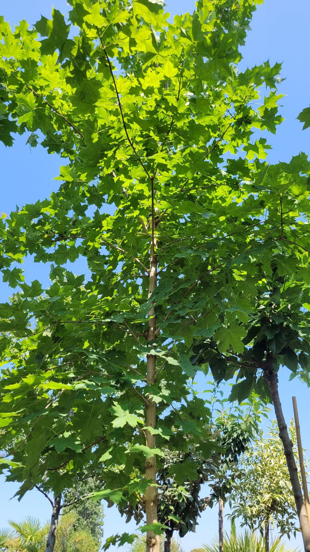 Acer truncatum - Pacific Sunset, Chinesischer Spitzahorn - Pflanzenhof  Toskanapark